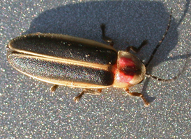 Photinus pyralis Photinus pyralis